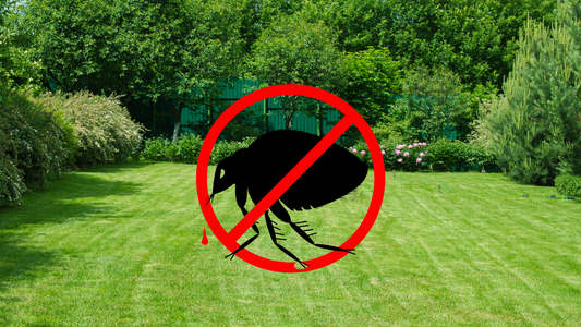 Organic and Non-organic ways to Treat Fleas in Your Yard