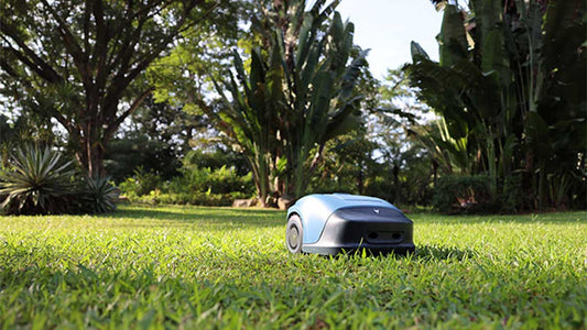 How Often Should You Mow Your Lawn