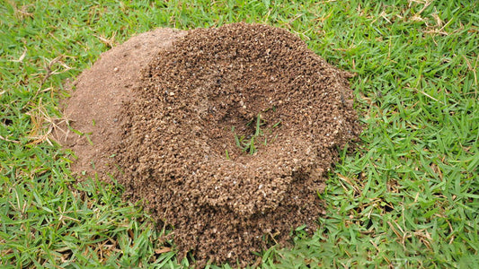 ants nest