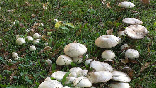 Why are mushrooms growing in my lawn