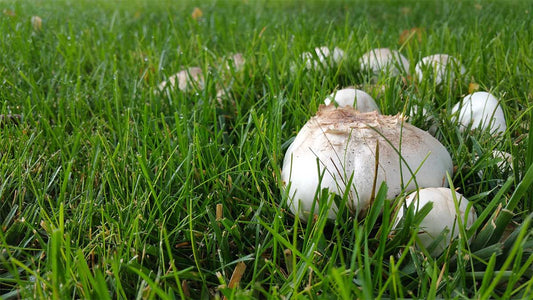 Why are Mushrooms Growing in my Lawn?